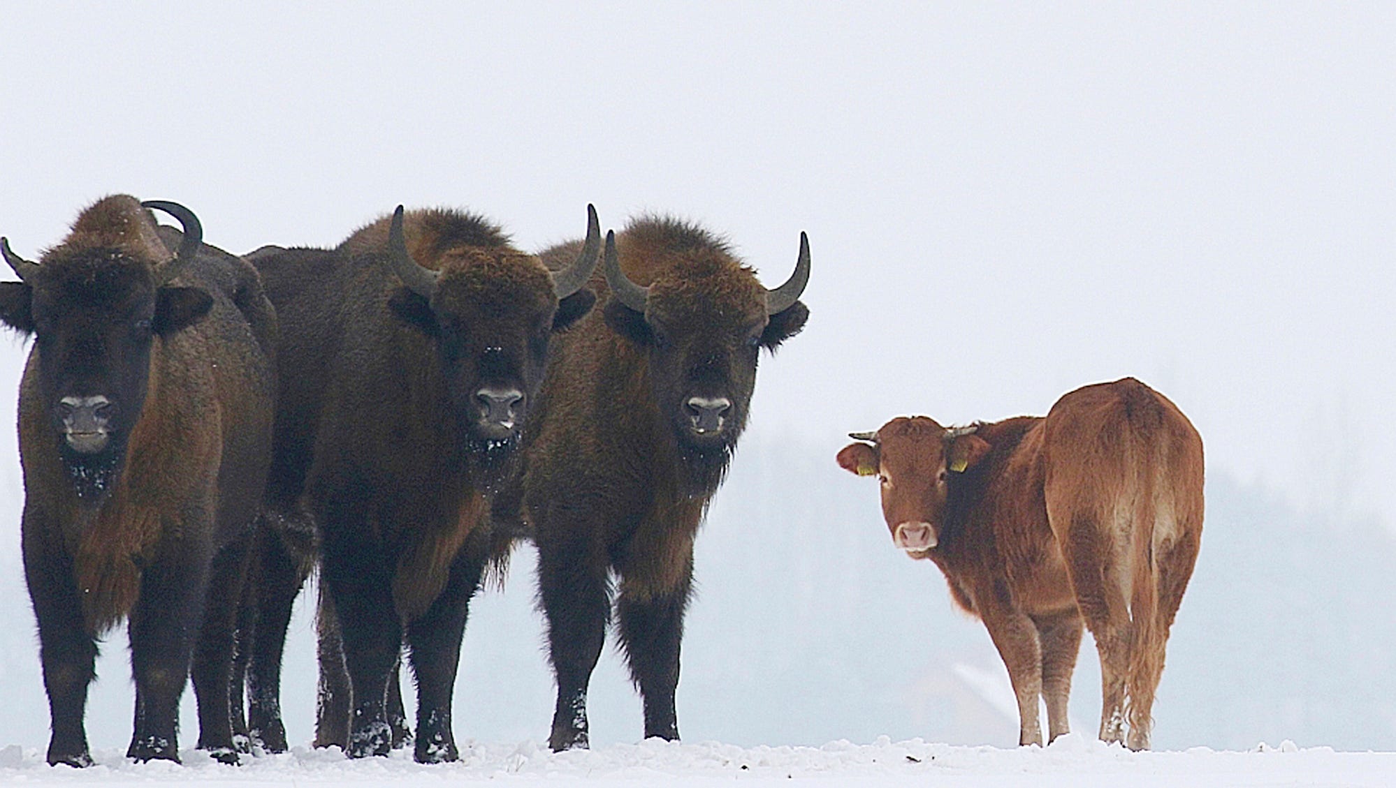 A farmyard cow in Poland has chosen freedom this winter, roaming with a bison herd for three months after escaping its pen.