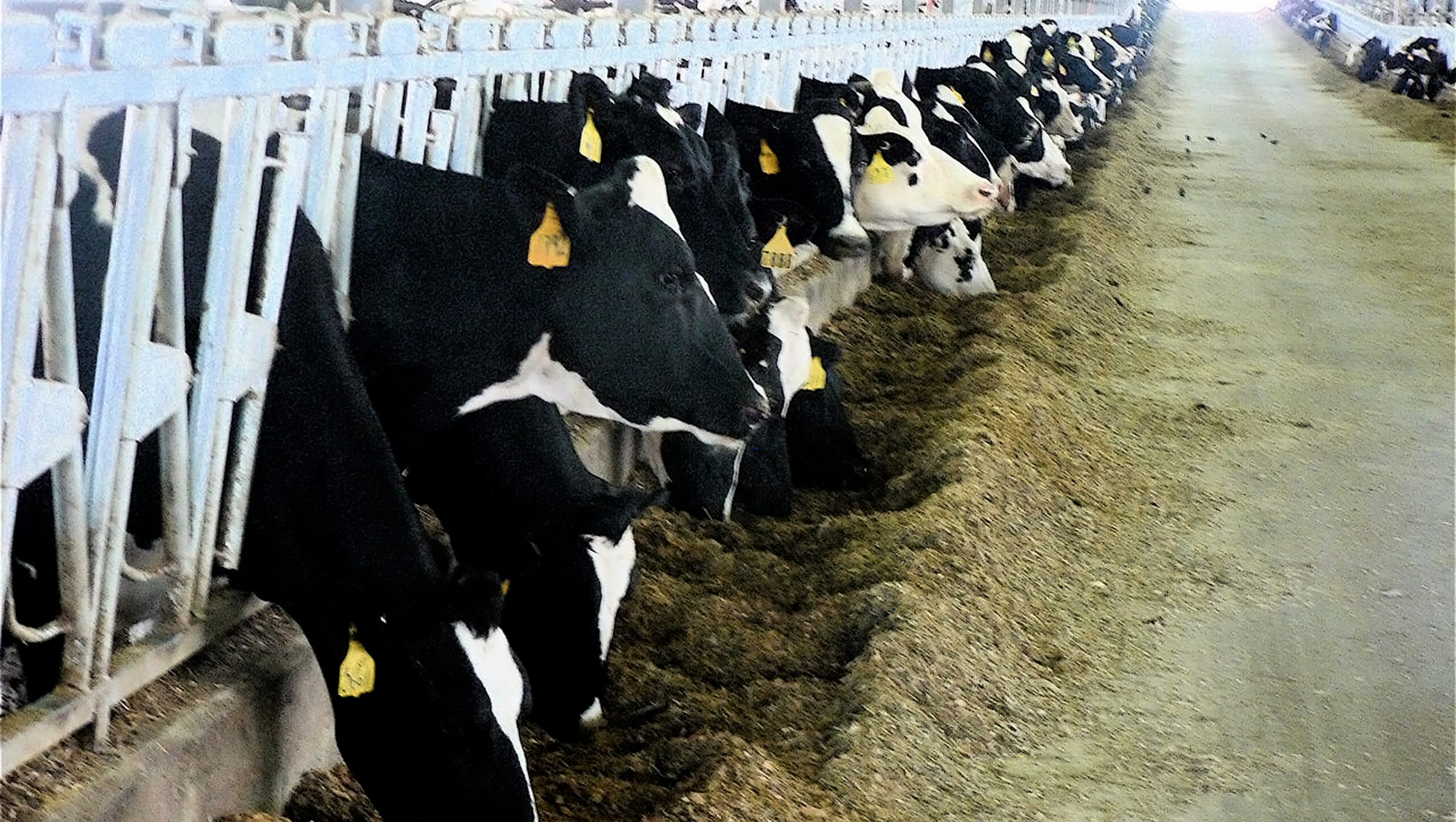 For the best outcomes, match the quality of cover crop forages with the groups of dairy cattle that they are fed to.