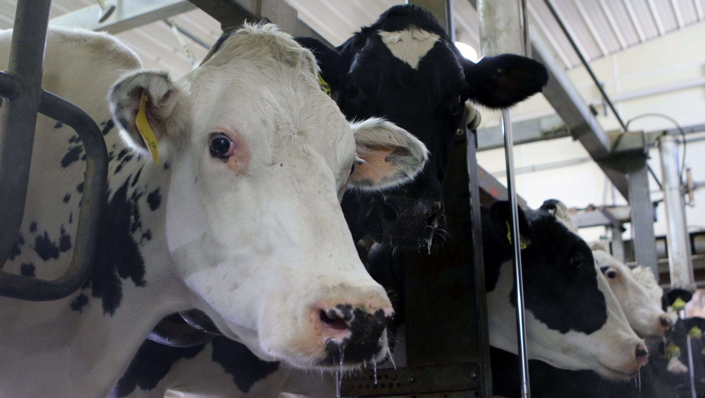Cows wait to be released in the double 12 parallel milking parlor at Rosy Lane Holsteins in Watertown.