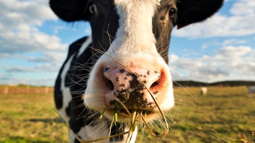 A dairy herd in Dane County has tested positive for bovine tuberculosis.