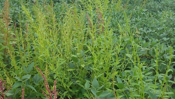 Waterhemp is a prolific seed producers and has developed resistance to herbicide treatments.