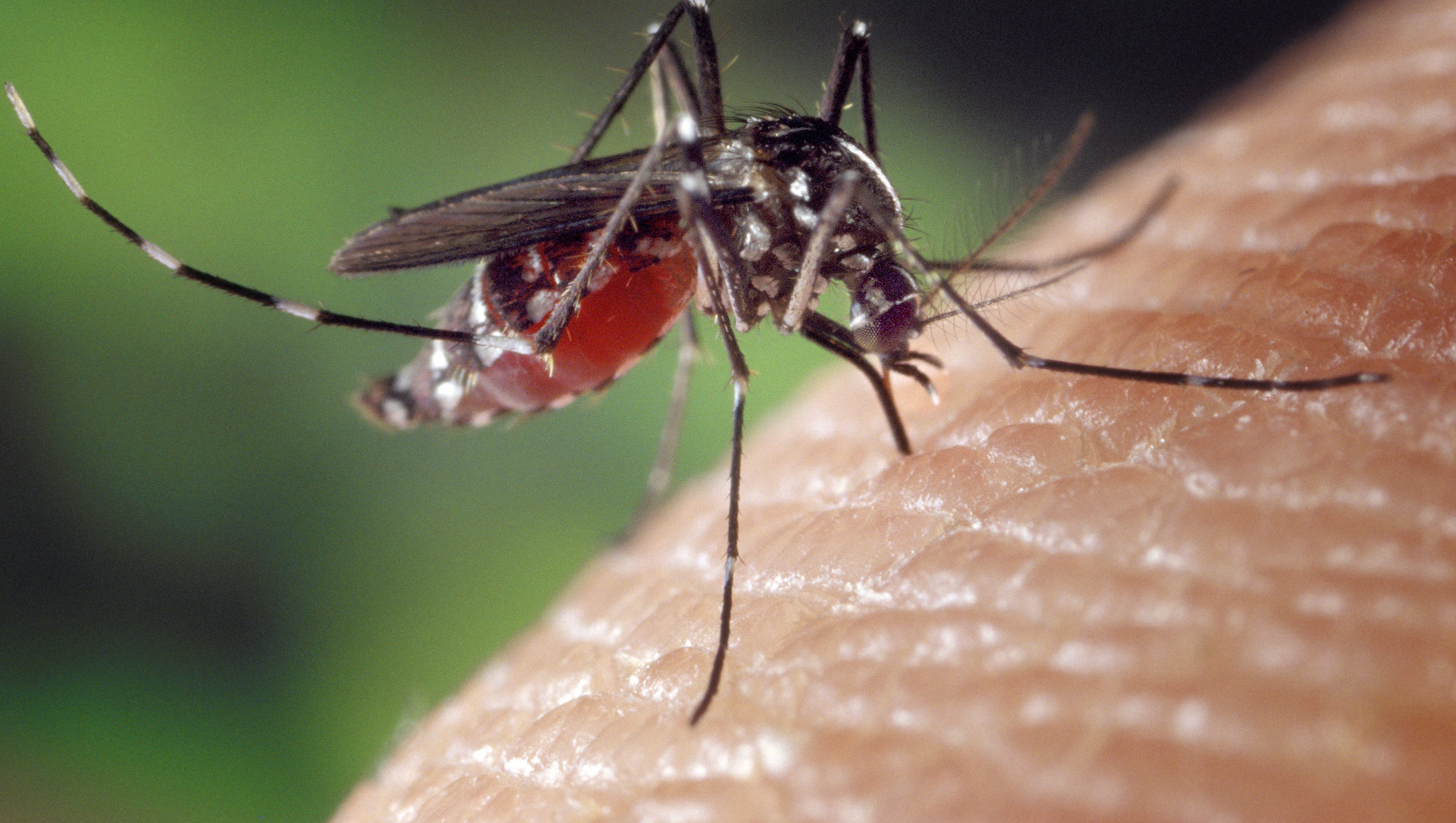 Some mosquitoes can spread illnesses, such as West Nile virus and the Zika virus. The second mosquito capable of carrying the Zika virus was found in the state.