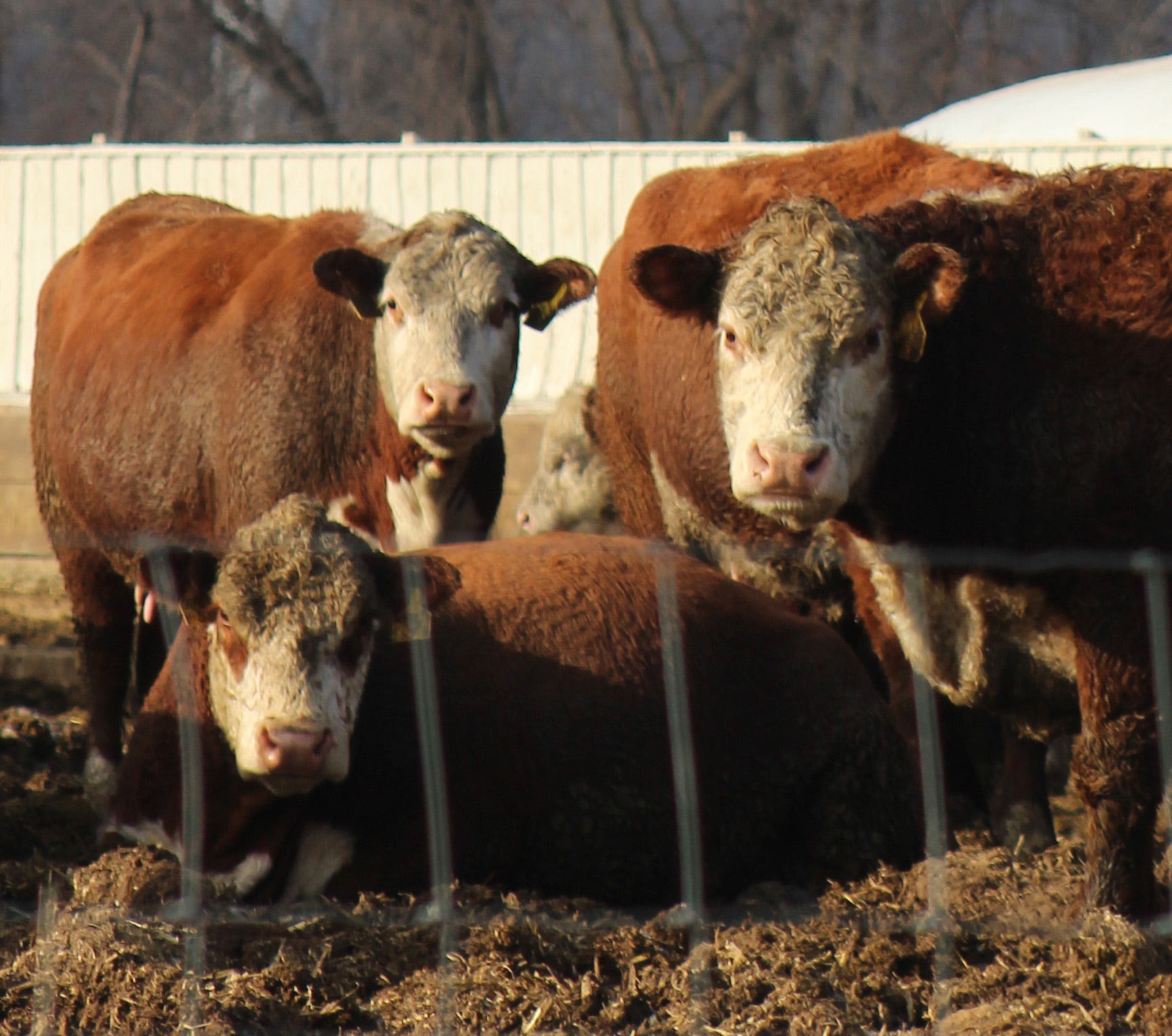 Nation's cattle numbers lowest since 1951. What does that mean for farmers and consumers?