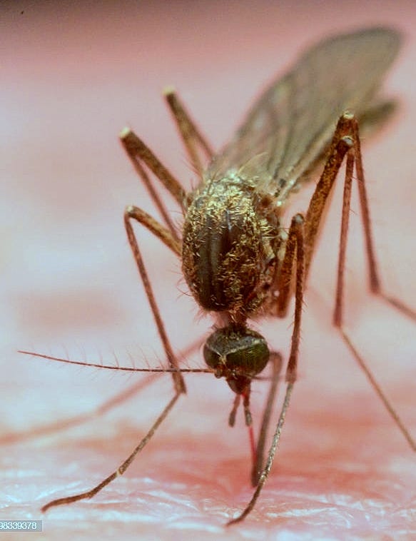 West Nile virus is spread by the bite of mosquitoes.