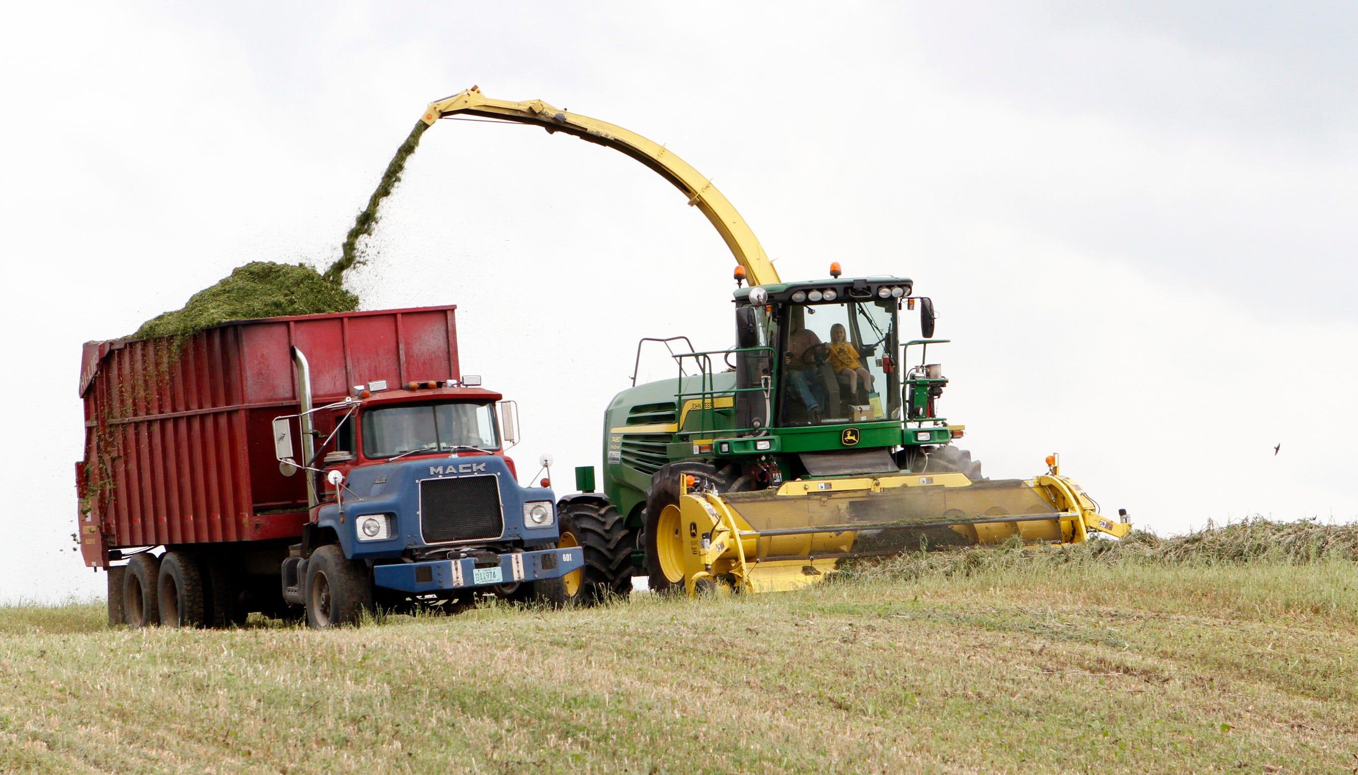 A Washington County alfalfa field is cleared as hay is chopped into a truck. Fourth crop alfalfa in northern Wisconsin was short due to a lack of rain.