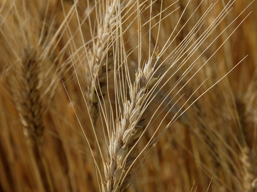 Kansas State University researchers are using gene editing to improve the resilience of wheat to drought, heat, pests and other risks.