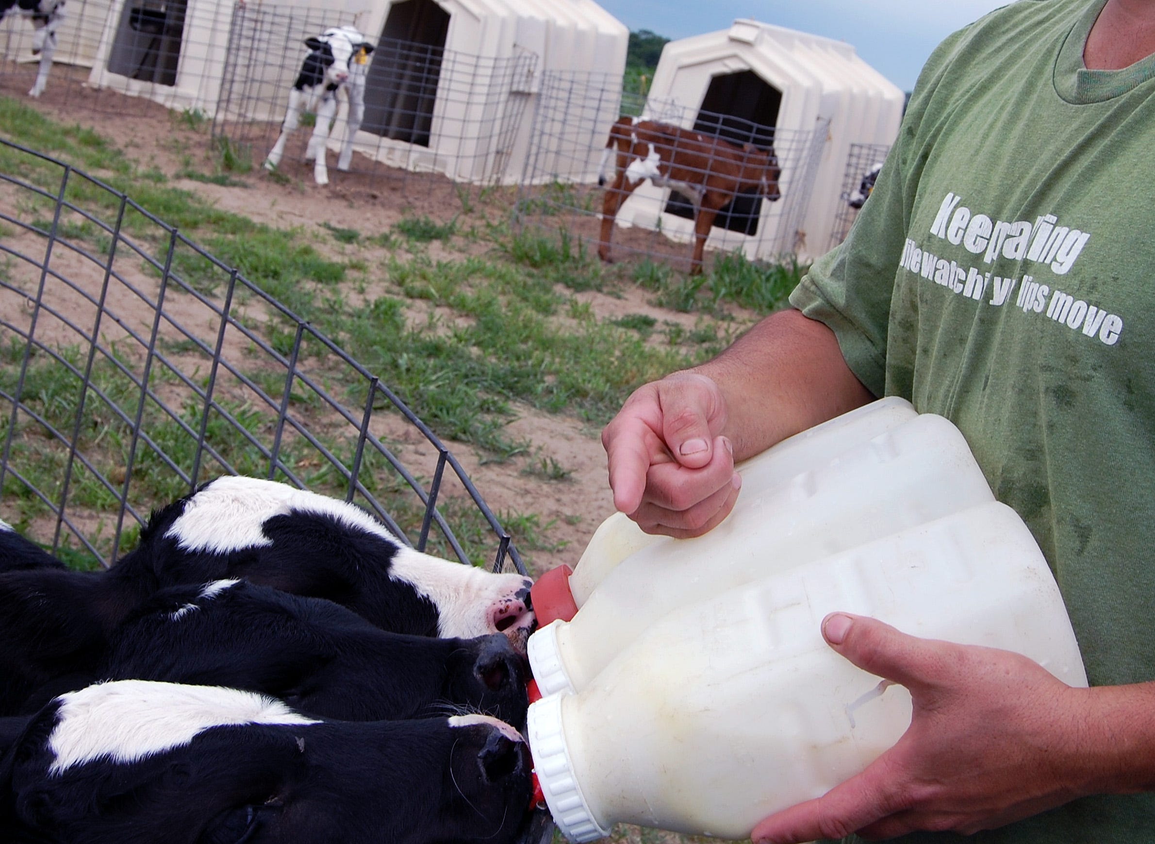 While a majority of dairy producers feed waste milk to calves, there are some risks associated with feeding milk containing antibiotic residues.