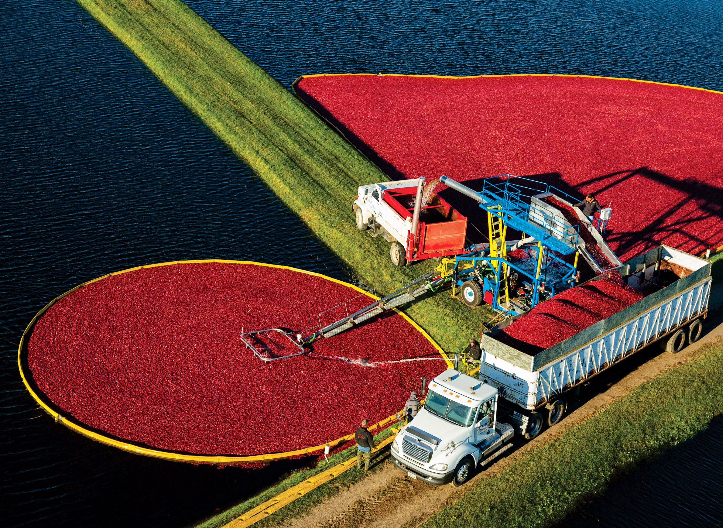 Cranberry production shown in 2018 in Warrens, Wis., the home of the Warrens Cranberry Festival and many cranberry growers.