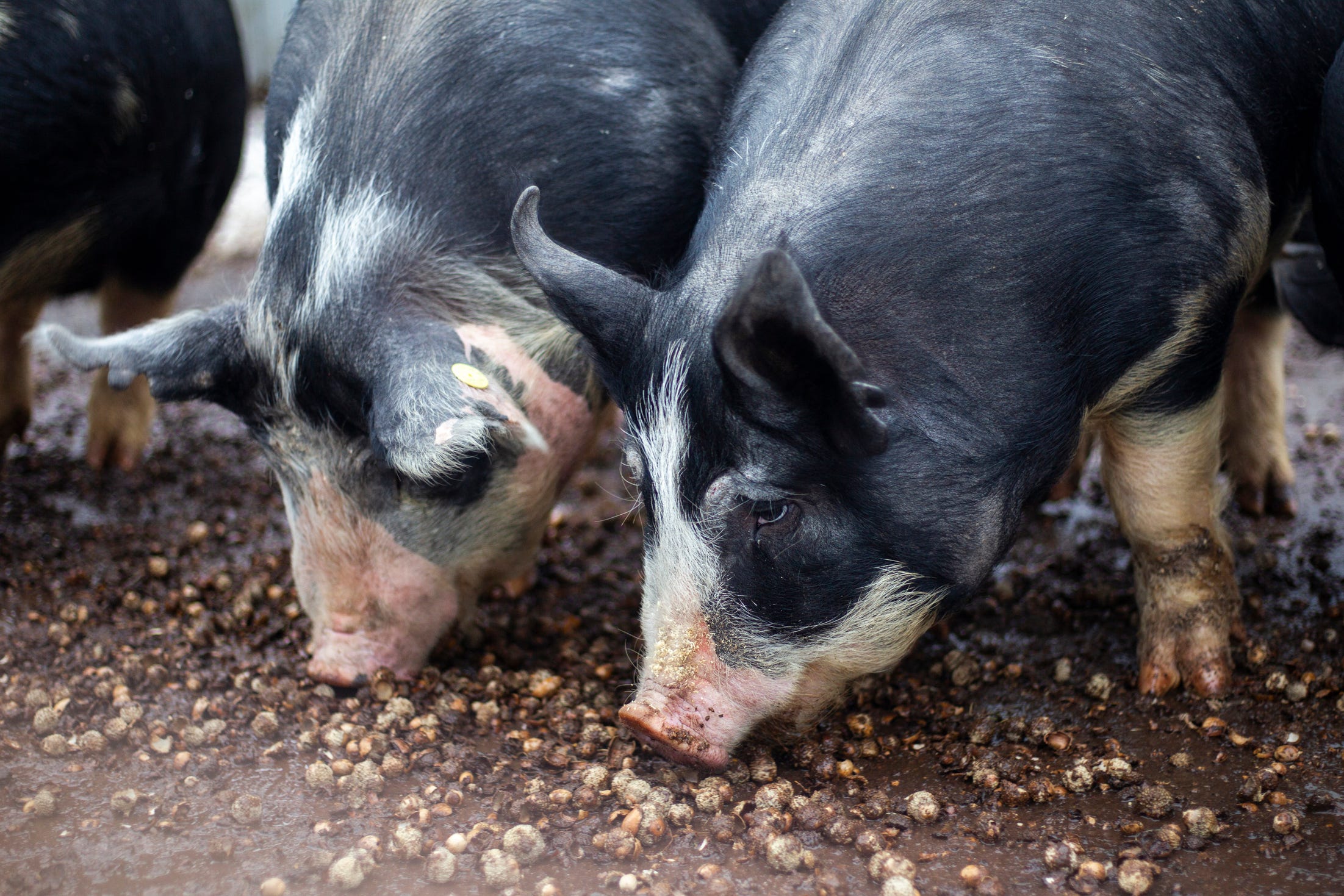 There is no presence of African swine fever yet in the United States, but a press release said an American outbreak could cause significant economic losses.