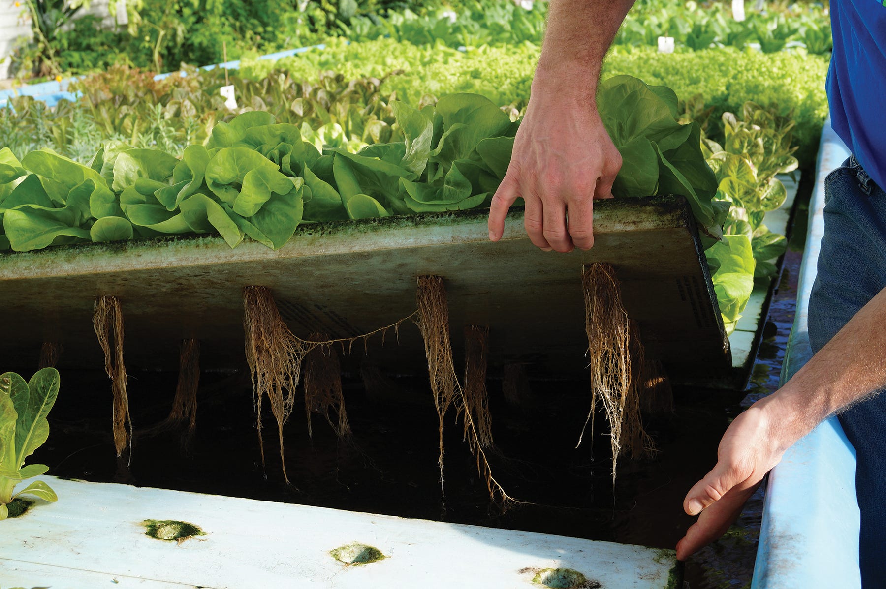The consistent growing conditions that water provides, gives Lake Orchard Farm’s produce intense flavor year-round.