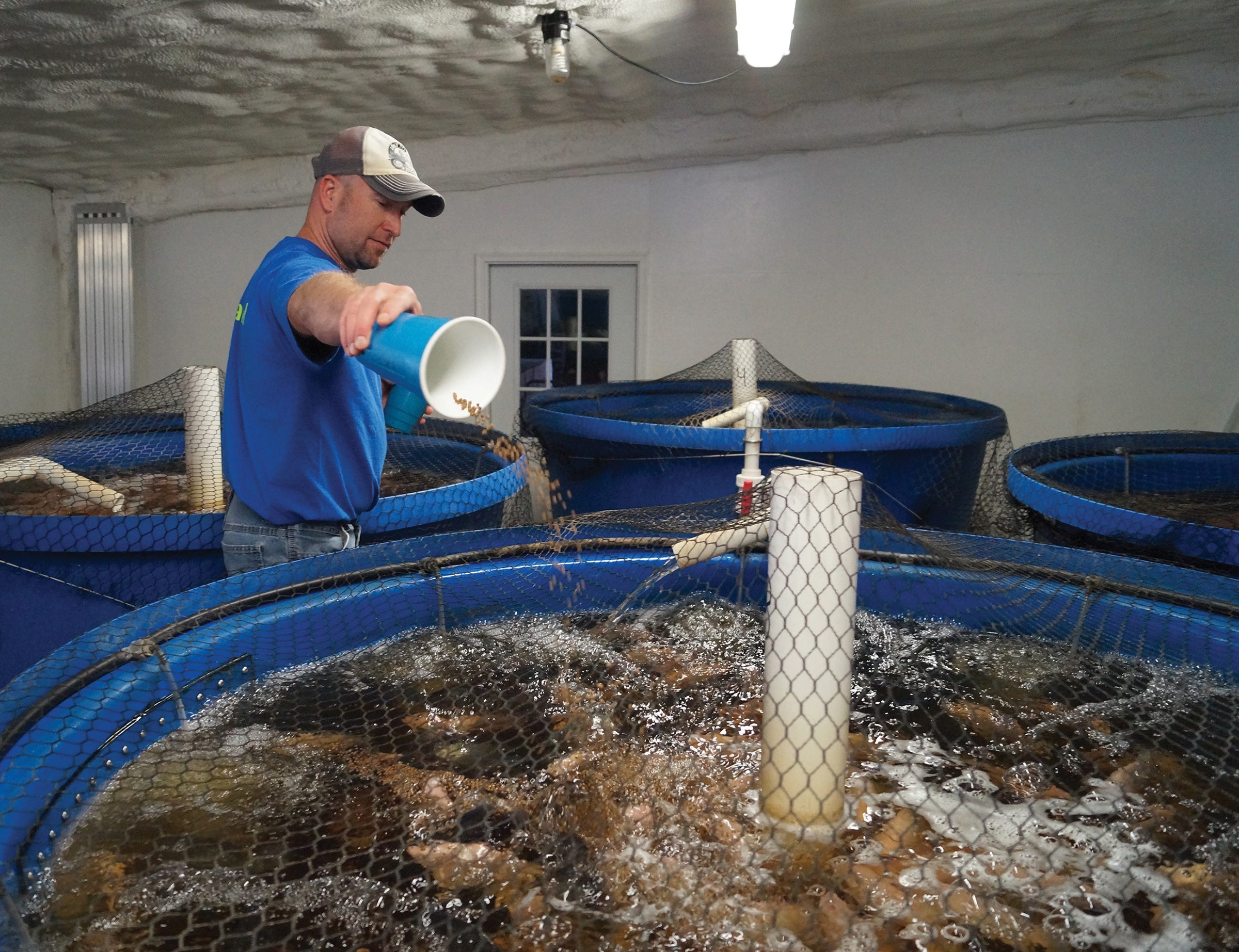Tilapia swim in tanks where the heifers used to stand in Nate Calkins' former milking barn.