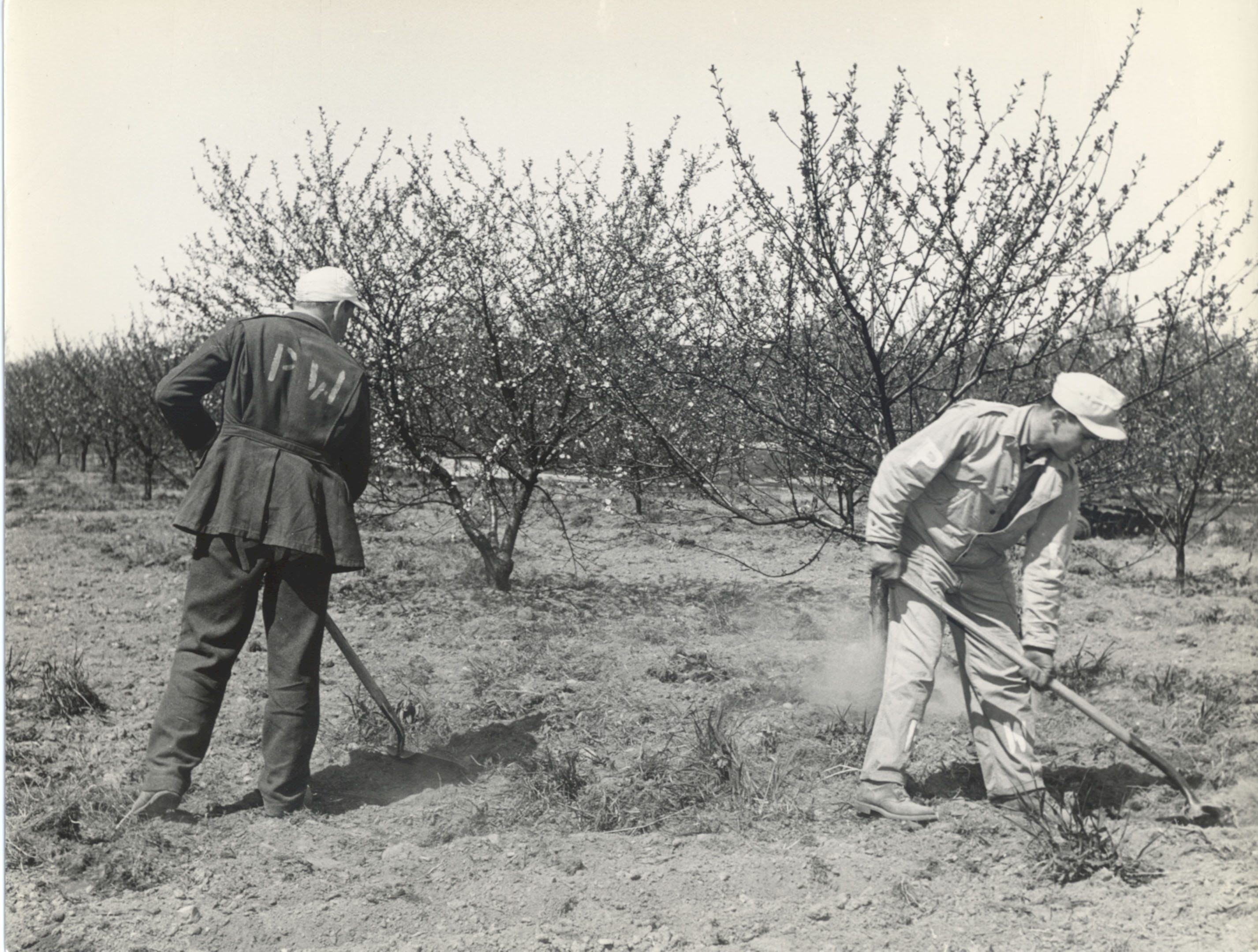 "PW" is emblazoned on the clothing of German POWs working in a Door County orchard during World War II. Prisoners worked alongside Wisconsinites to help supply food for the nation during the war years.