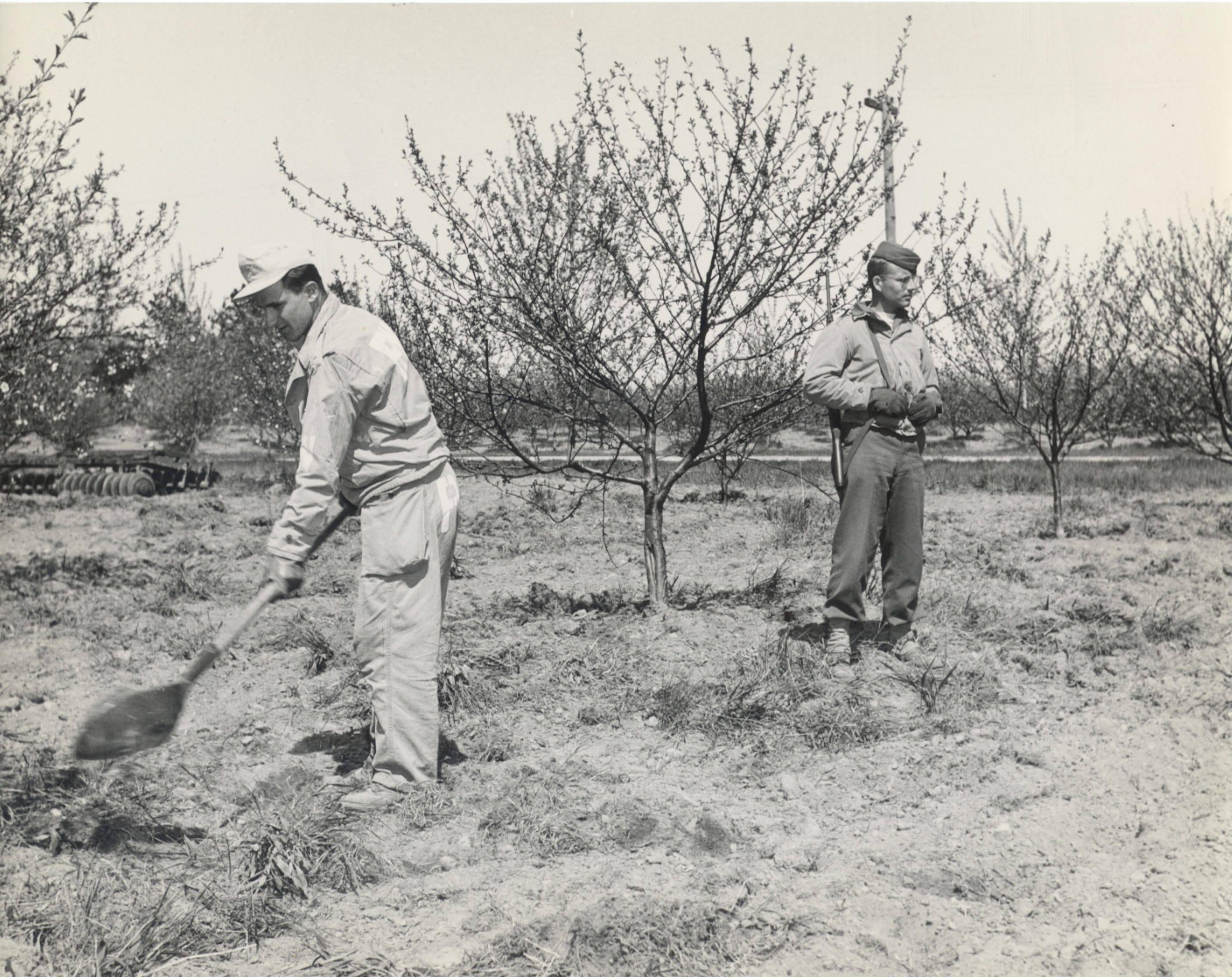 A German POW works in a Door County orchard as a guard stands nearby during World War II.