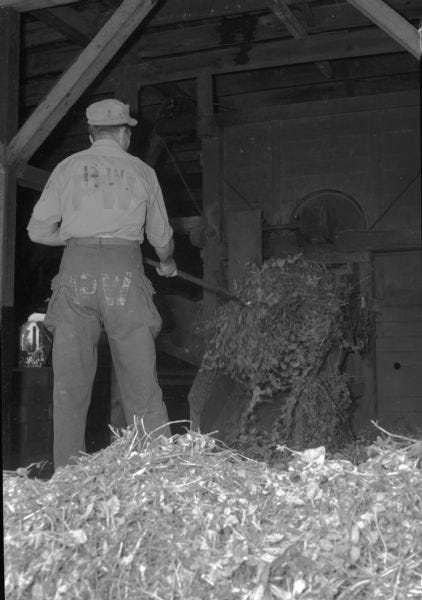 A German POW works with pea vines at a cannery in Columbus.