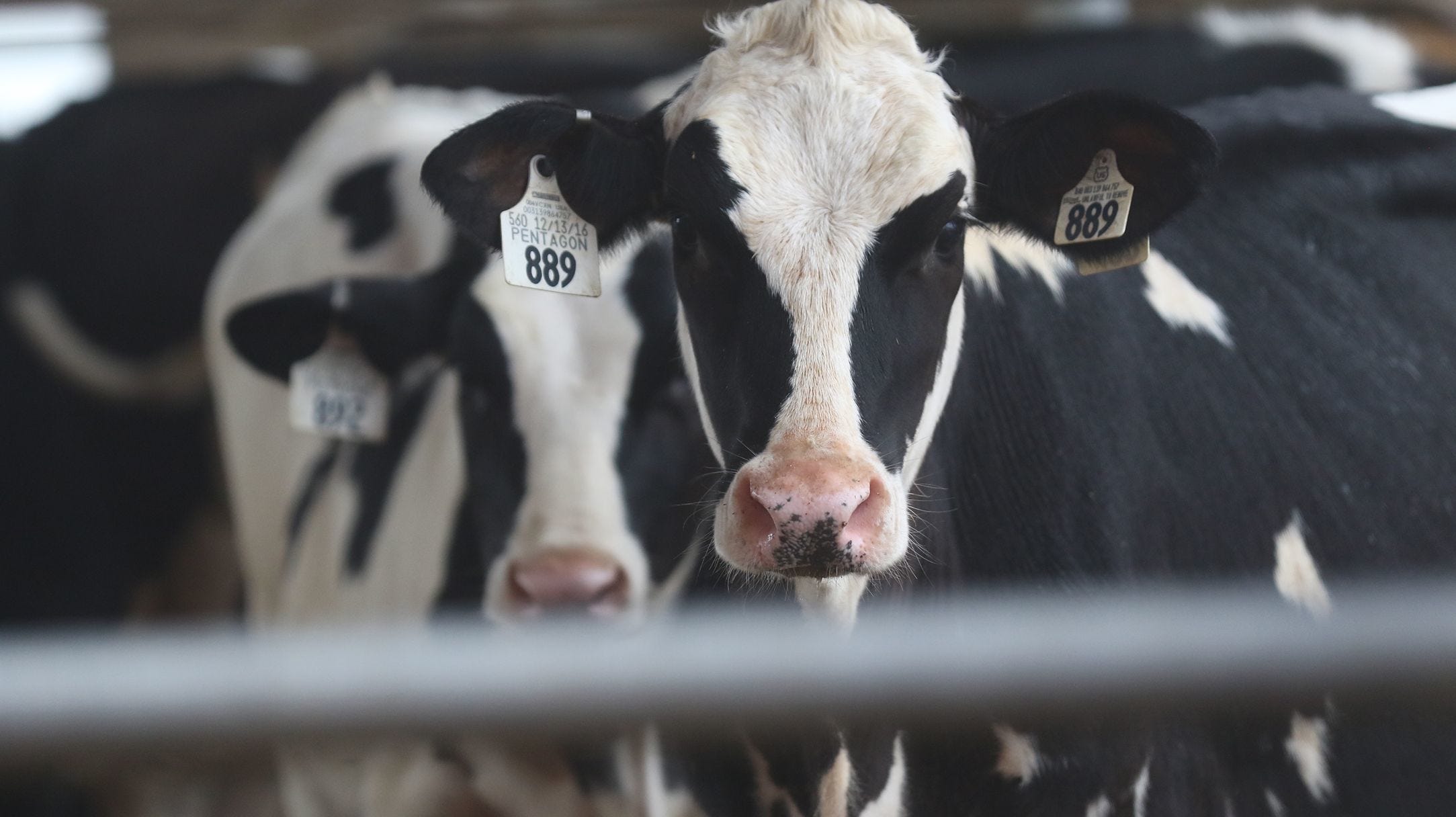 A Dane County dairy herd at Maier Farms remains under quarantine for bovine tuberculosis since October 2018.