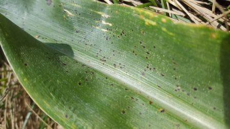 Tar spot on a leaf of corn located in Arlington, WI on August 7, 2019.