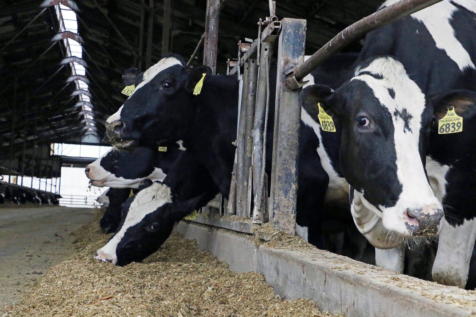 Dairy producers responded to the higher milk prices in May and June, increasing both cow numbers and milk production, driving up the milk supply. Milk prices are forecast to fall back to the $16/cwt mark for the rest of the year.