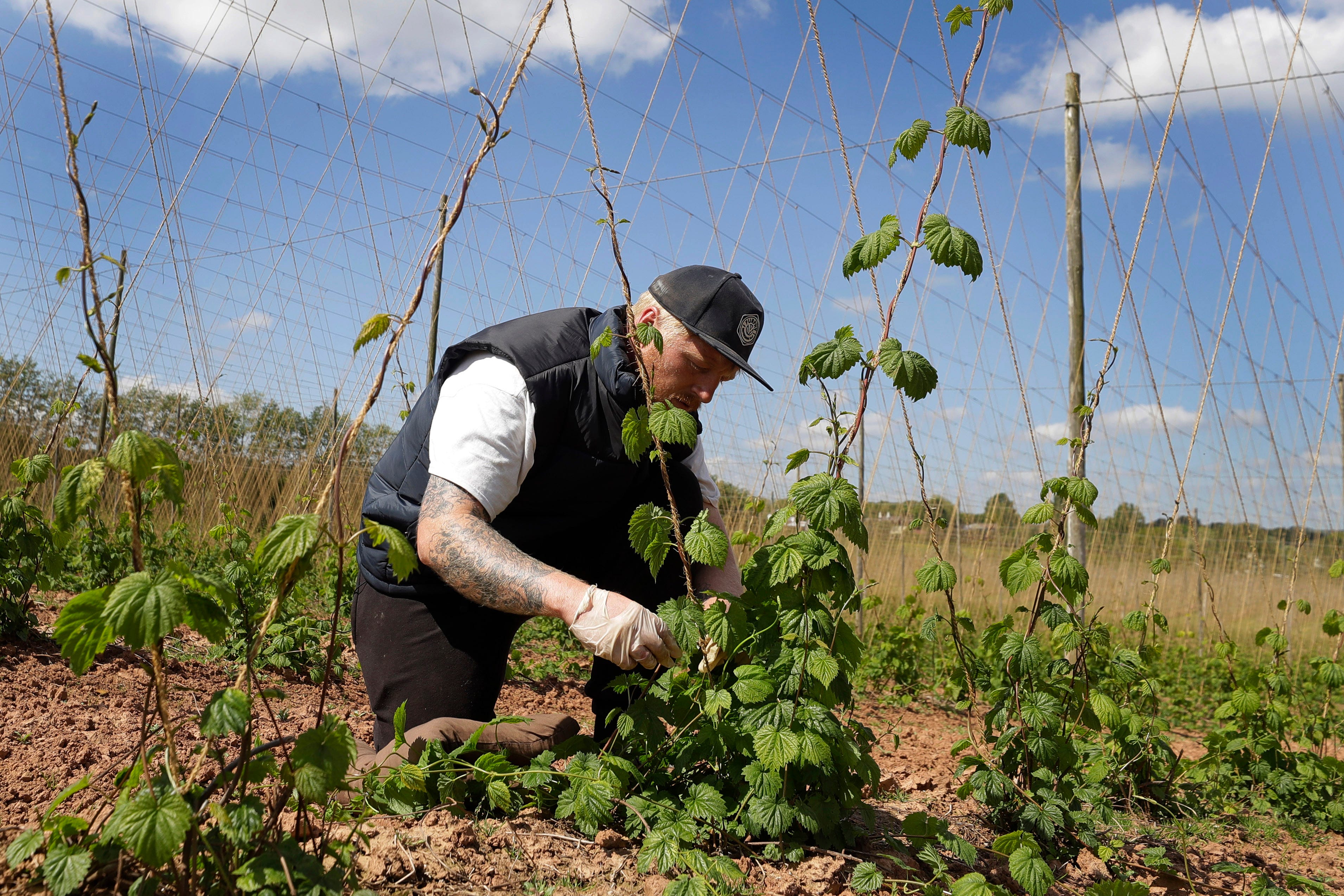 Seasonal worker James Wodyatt trains the growing hops by winding or tying two or three shoots clockwise to each string, at Stocks Farm in Suckley, Worcestershire. Britain's fruit and vegetable farmers have long worried that the exit from the European Union would keep out the tens of thousands of Eastern European workers who come every year to pick the country's produce.