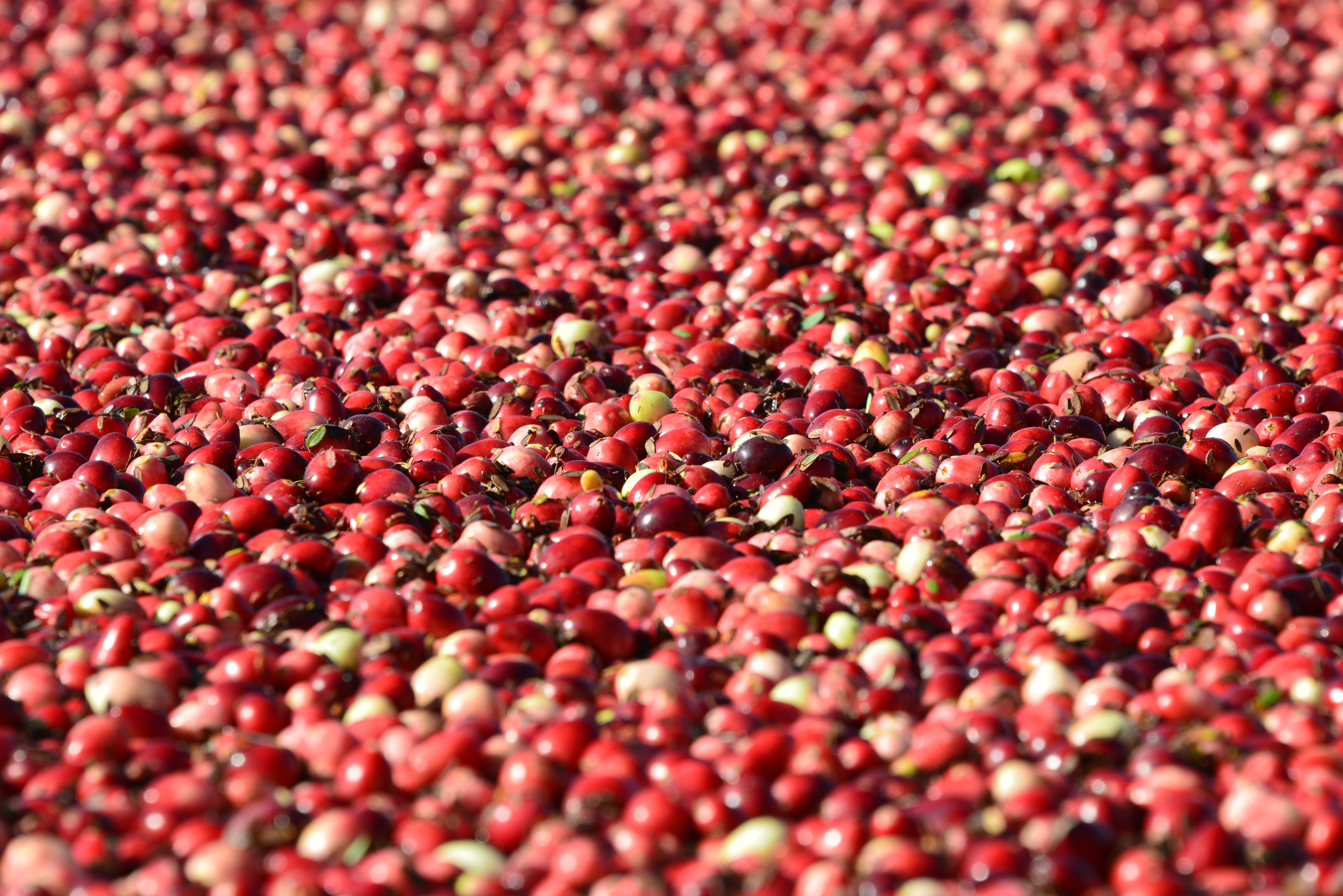 Wisconsin grows over 60 percent of the nation’s crop, making our state the top cranberry producing state in the nation.