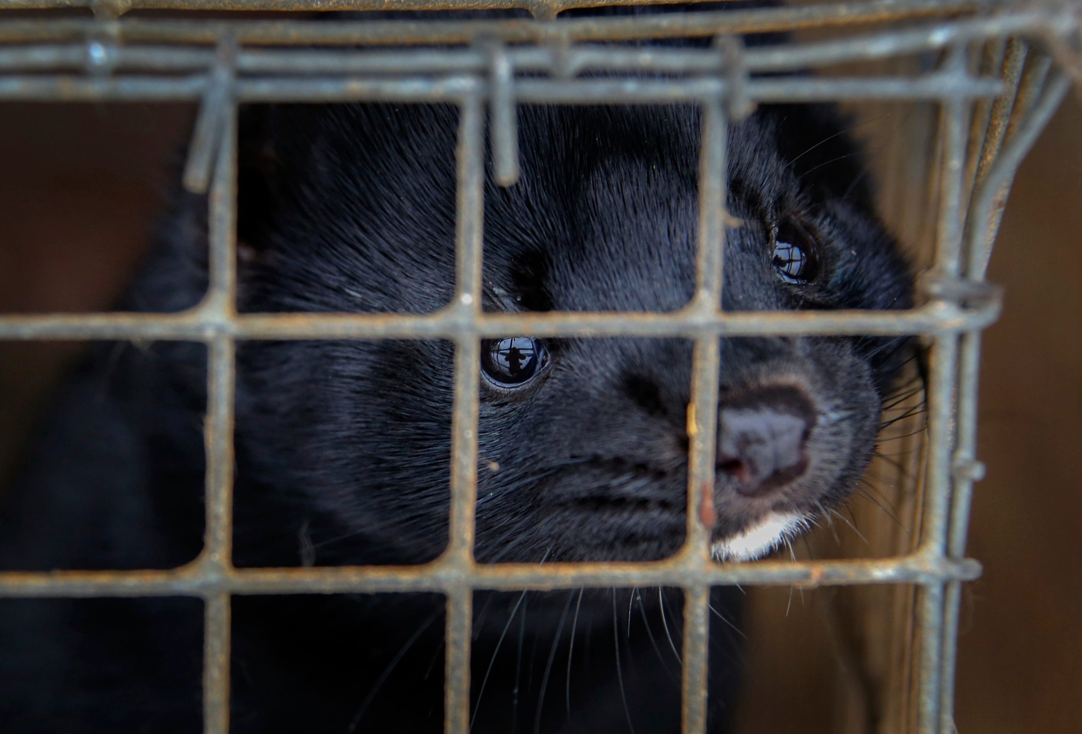 Industry exports say growing coronavirus spread among humans in state increases risk for mink farms.