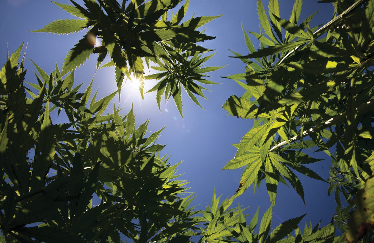 The view from the ground up in an industrial hemp test plot at Arlington Agricultural Research Station.