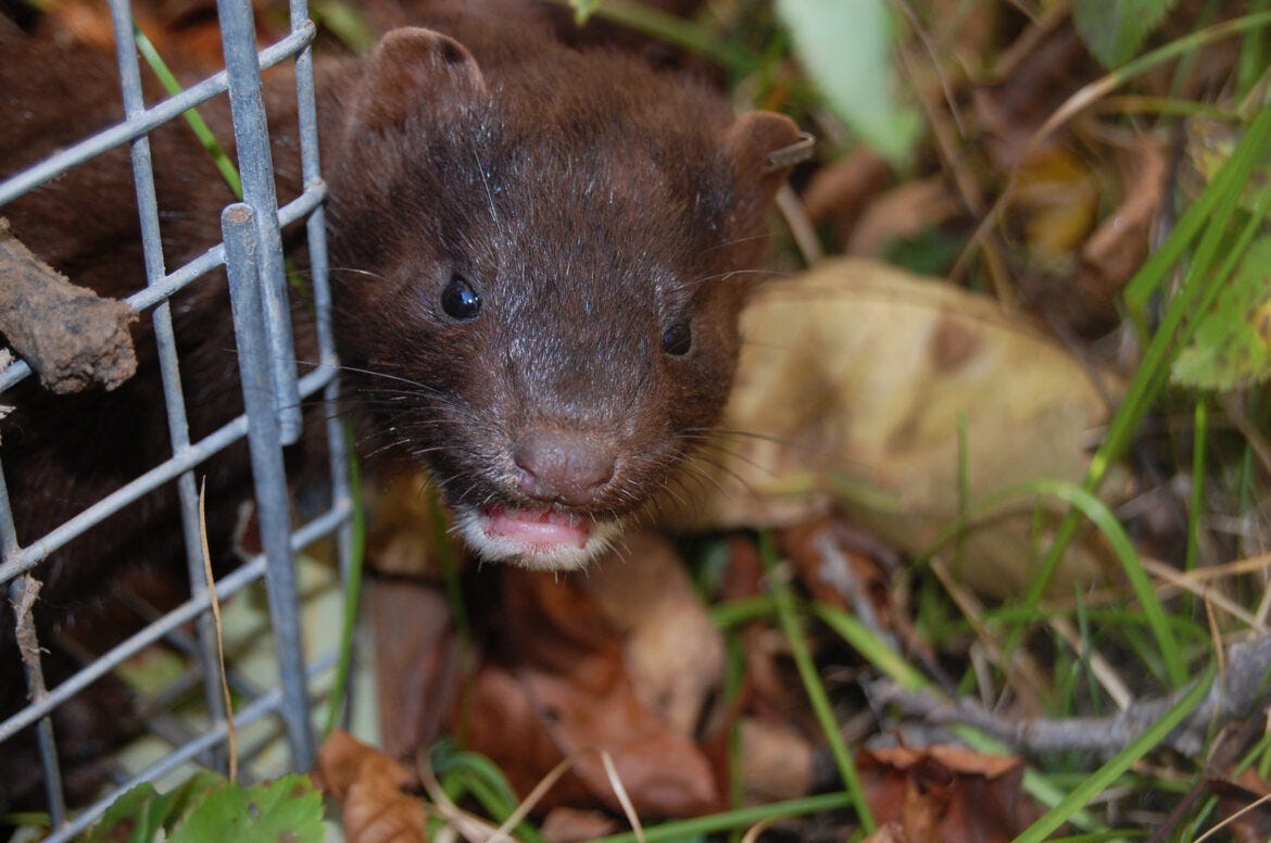 A wild mink leaves a live trap in Ontario, Canada in 2008. The photo was taken by scientists during a field study of interactions between escaped domestic and wild American mink. Officials in Wisconsin are scrambling to protect both humans and mink after outbreaks of the virus that causes COVID-19 on two Wisconsin mink farms killed 5,500 animals last year.