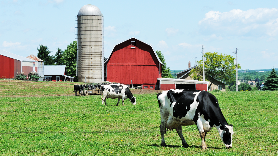 A recent USDA report showed yet another annual decline in the number of licensed dairy operations in the United States. Since 2003, the U.S. has lost more than half of its licensed dairy operations, now just shy of 32,000 dairy operations.