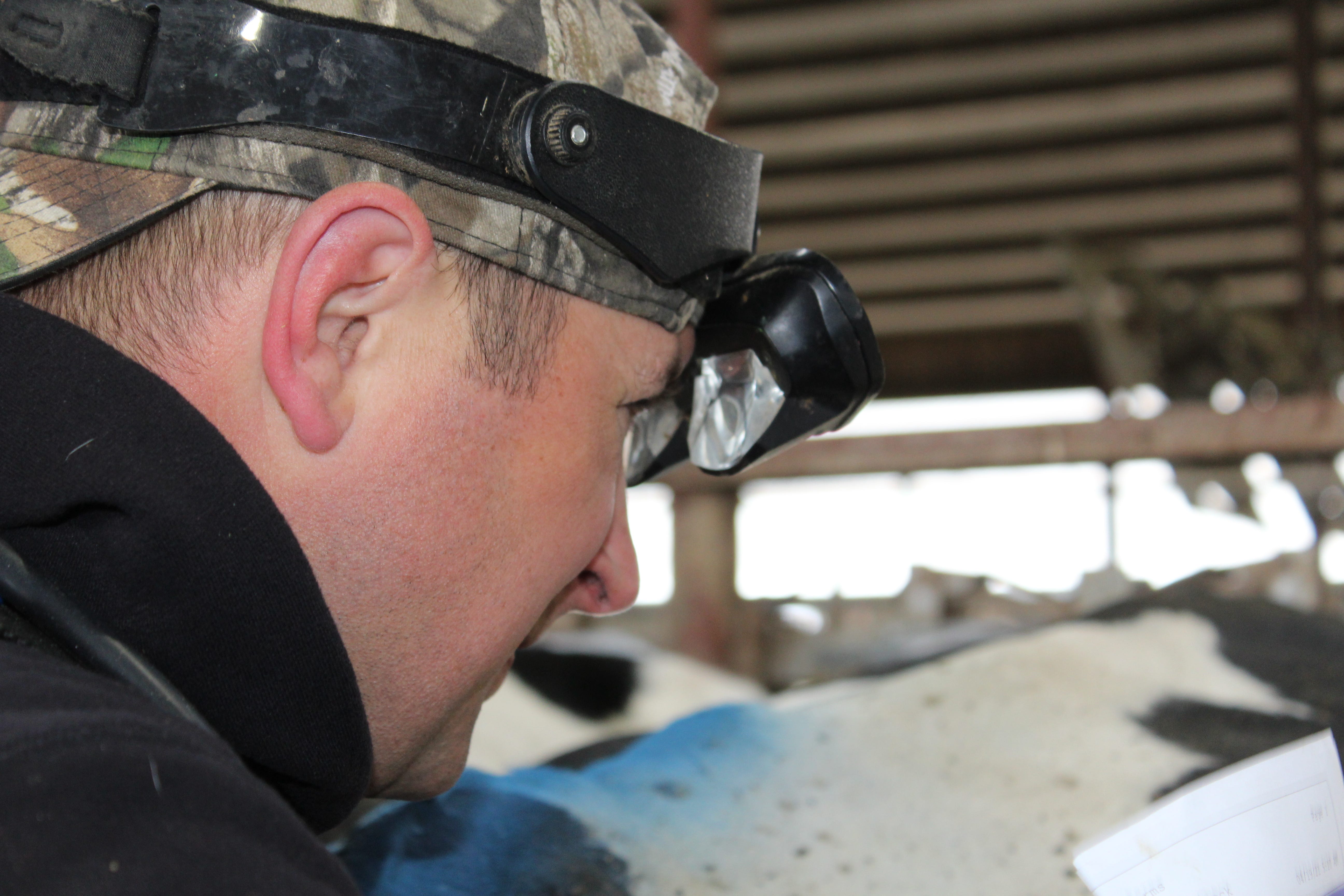 Veterinarian Ralph Stowell peers through ultrasound goggles to detect the stage of pregnancy of a cow at Nehls Brothers Farms in Juneau, Wis.