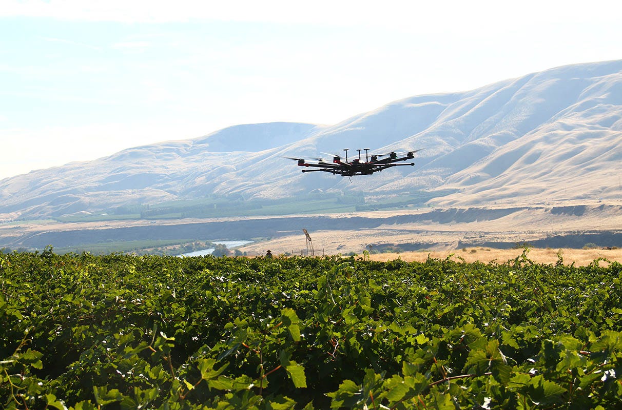 A manually operated WSU drone flies over a vineyard during tests for bird deterrence and fruit damage assessment.